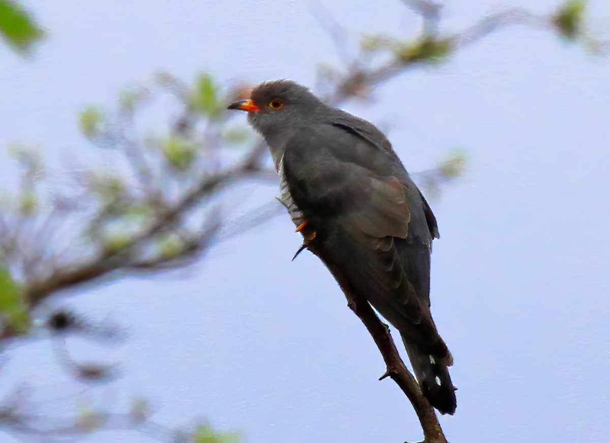 African Cuckoo - Blair Bernson