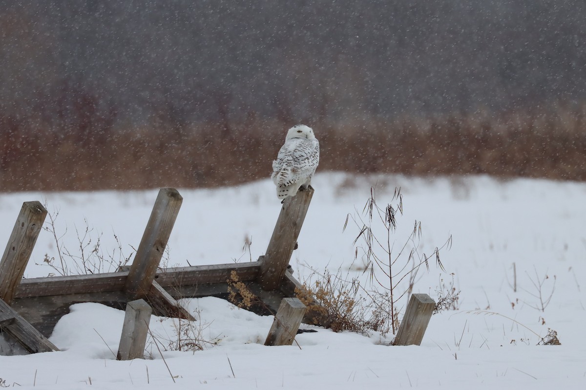 Snowy Owl - Jim Miles