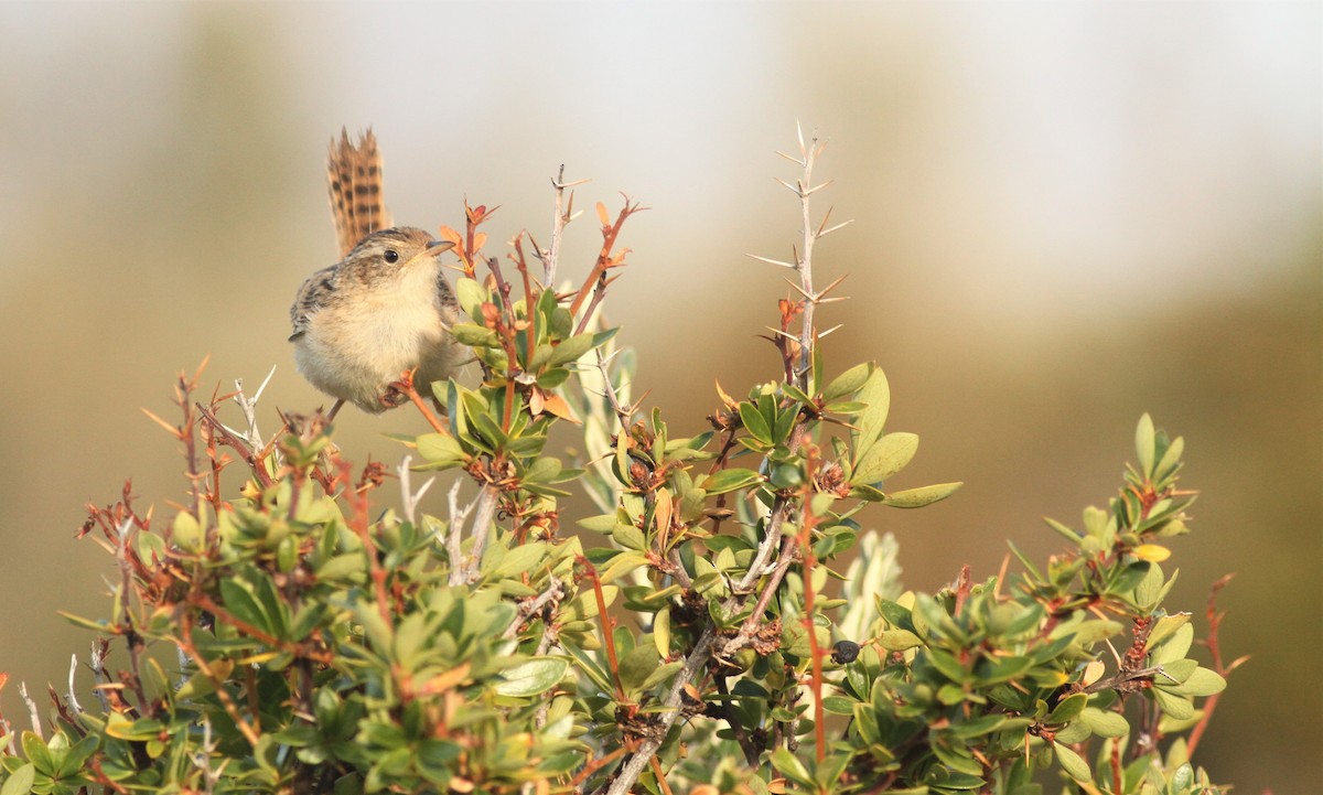 Grass Wren - ML523627271