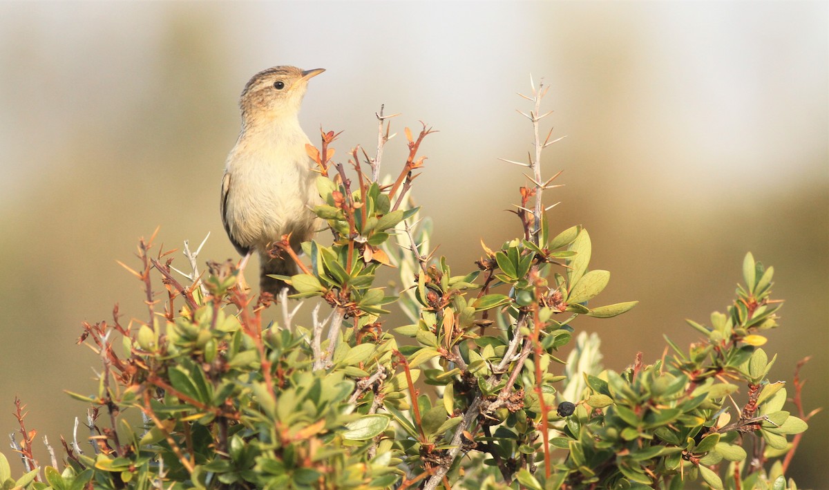 Grass Wren - Simon Davies