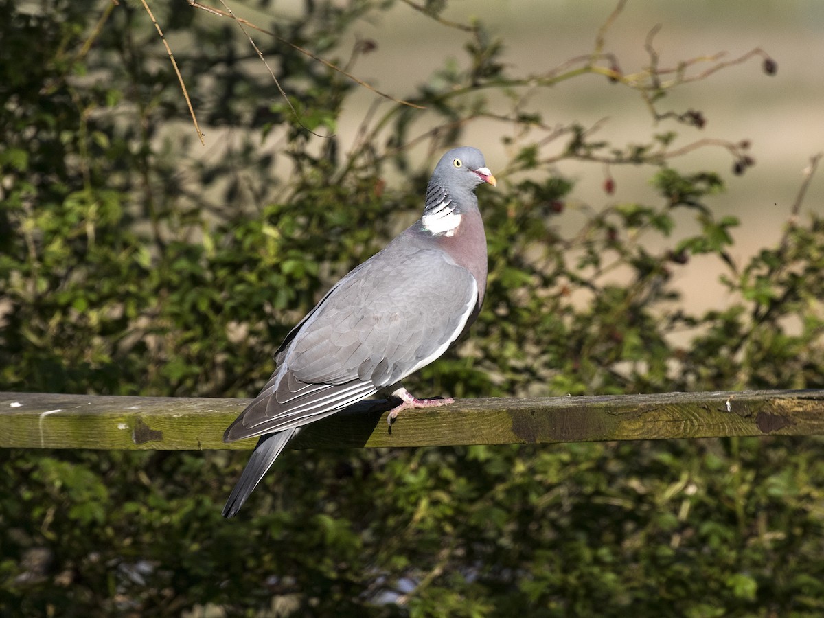 Common Wood-Pigeon - ML523627291