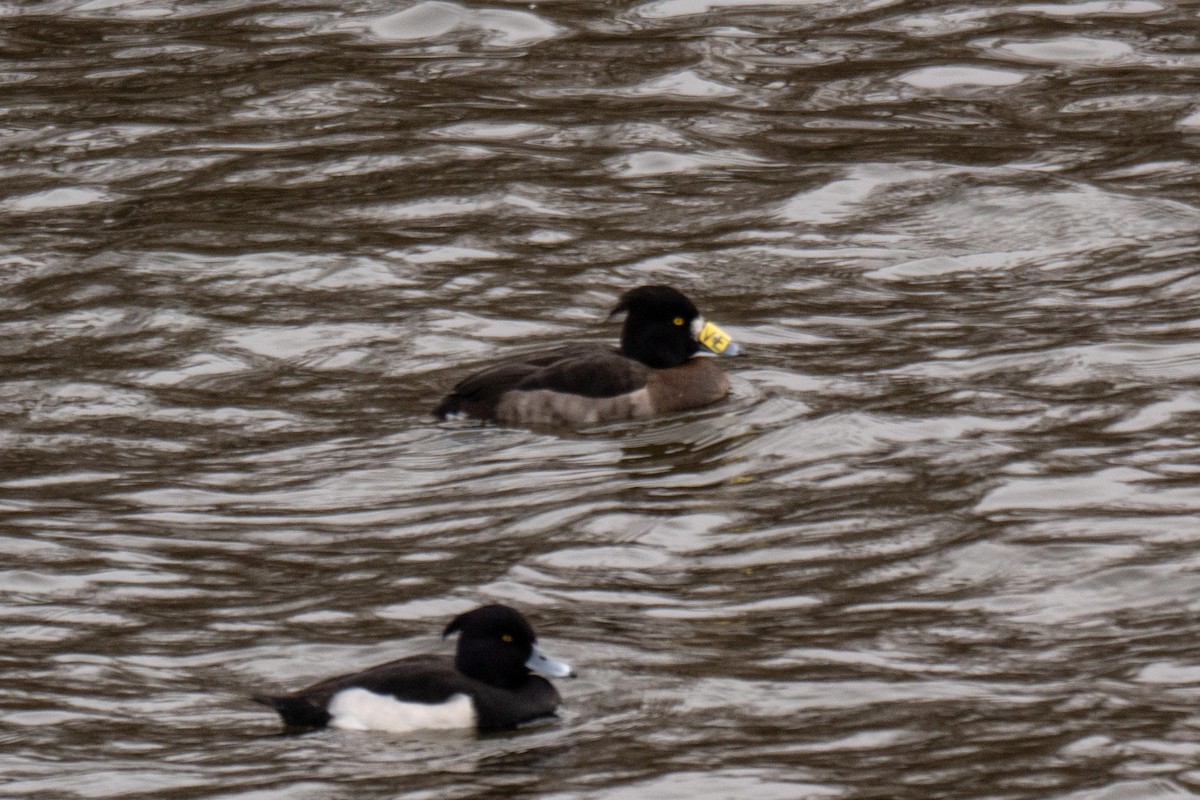 Tufted Duck - Roberto Corvino