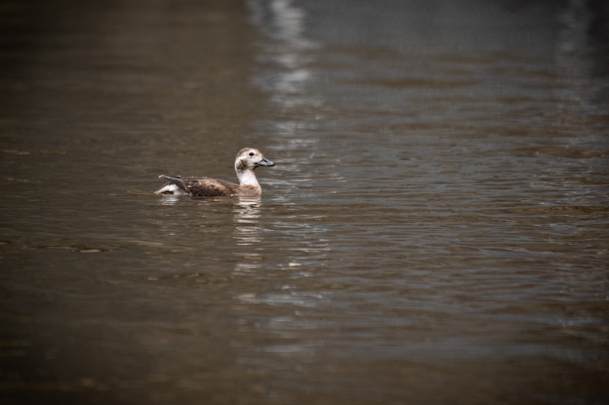 Long-tailed Duck - Roberto Corvino