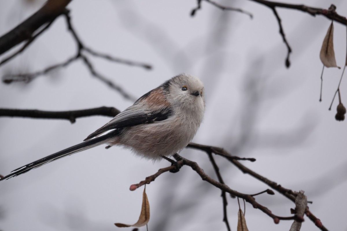 Long-tailed Tit - ML523628031