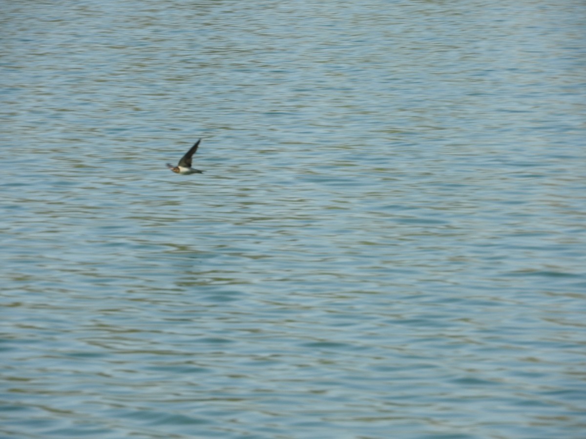 Barn Swallow - ML523628161