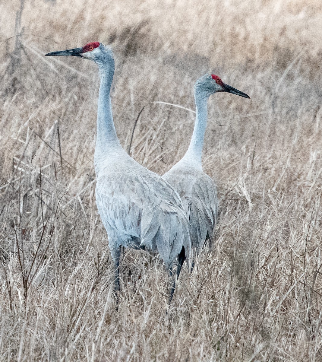 Sandhill Crane - ML523628501