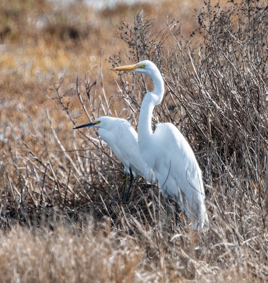 Great Egret - ML523628691