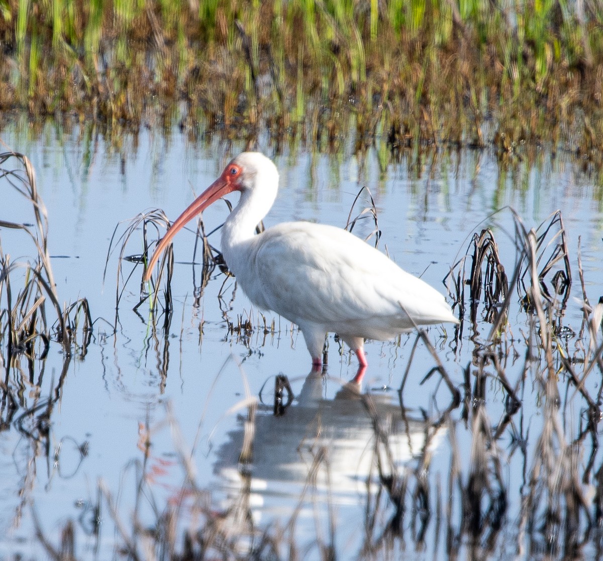 White Ibis - ML523628771