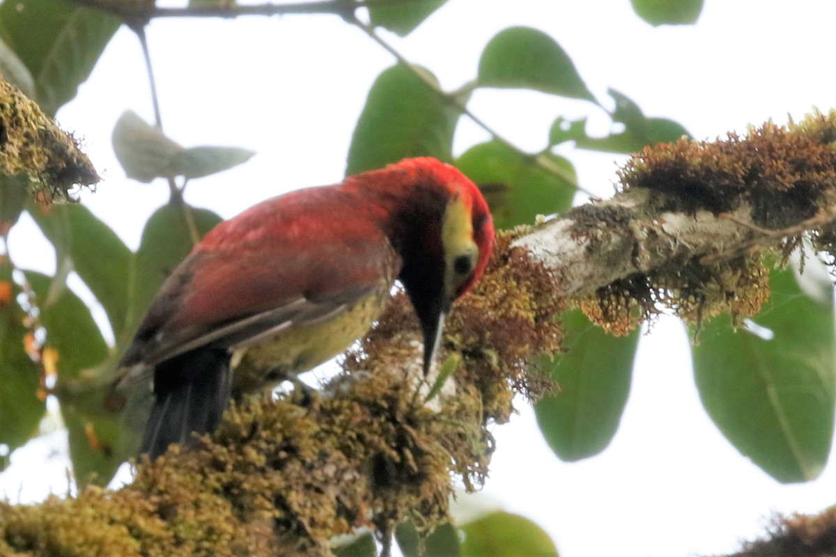 Crimson-mantled Woodpecker - ML523629121