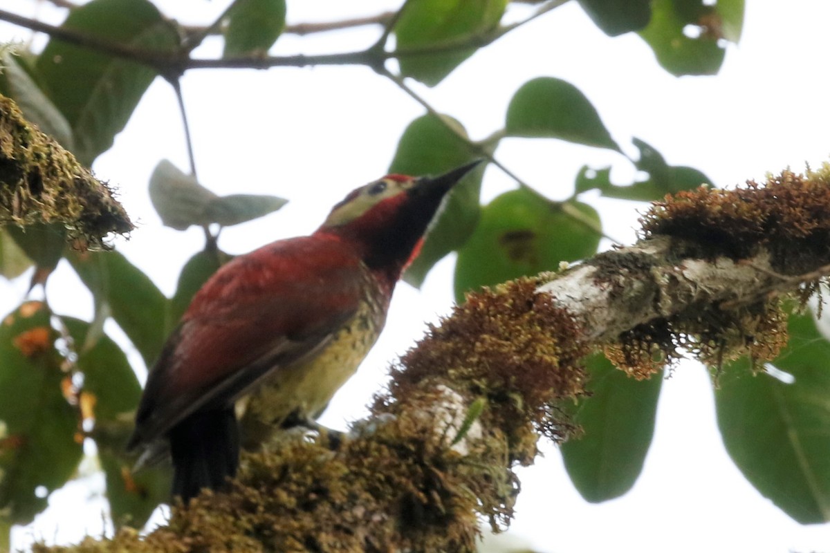 Crimson-mantled Woodpecker - ML523629131