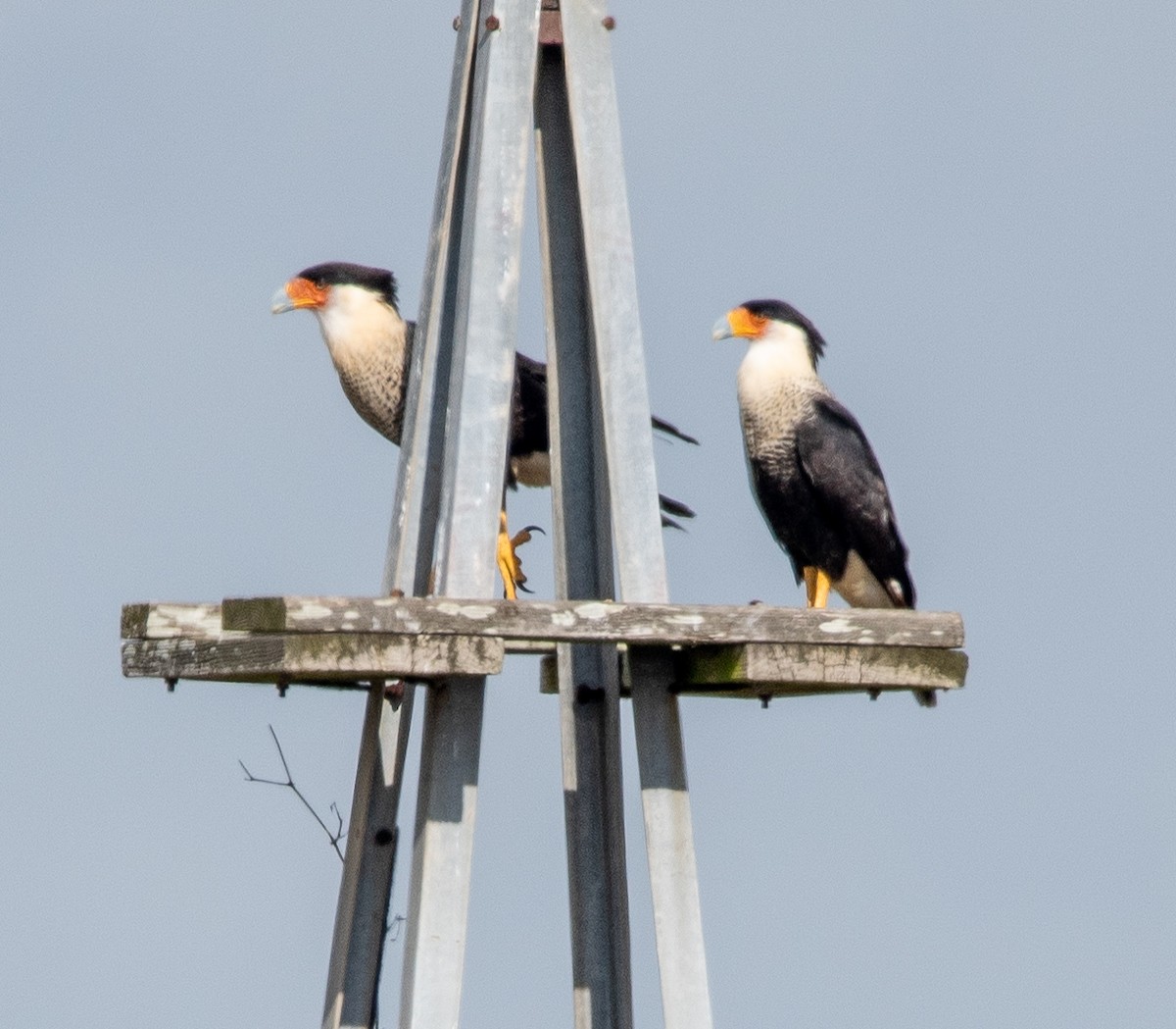 Crested Caracara - ML523629171