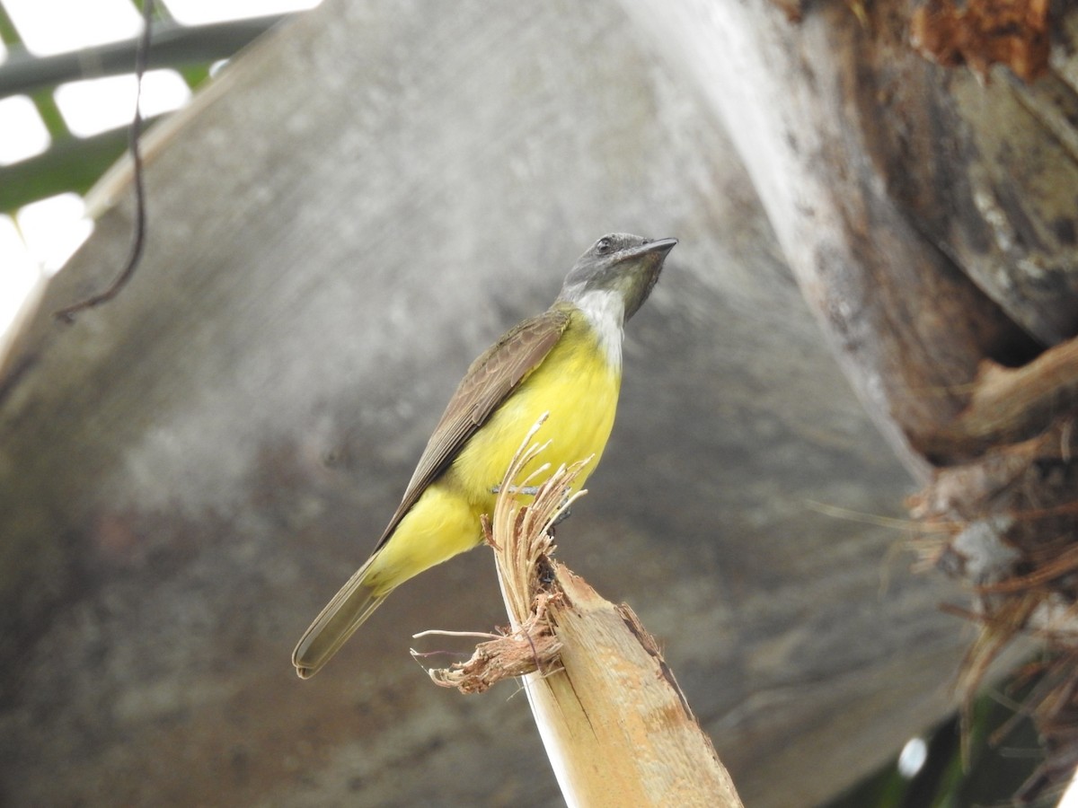 Sulphury Flycatcher - ML523630751