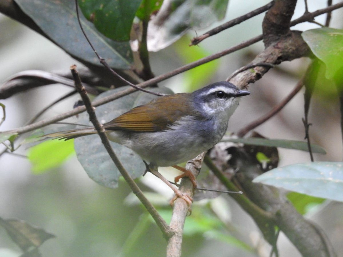 White-striped Warbler - ML523631321