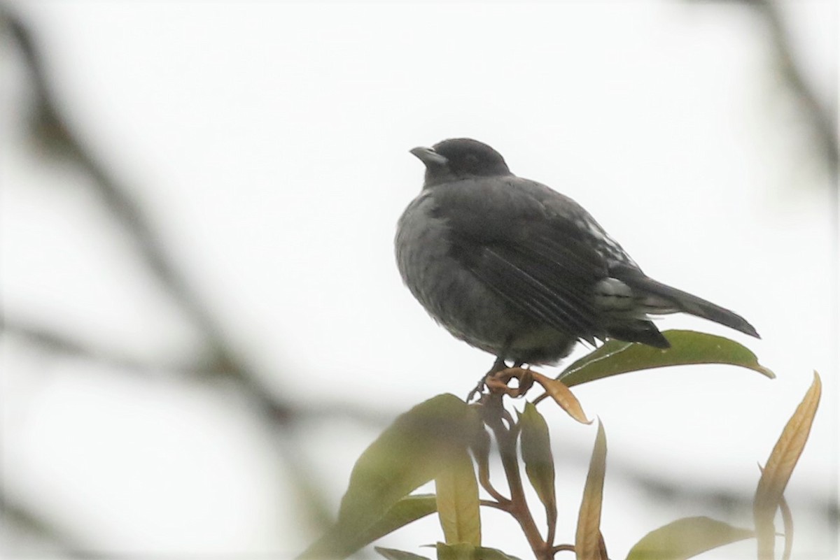 Cotinga Crestirrojo - ML523631341