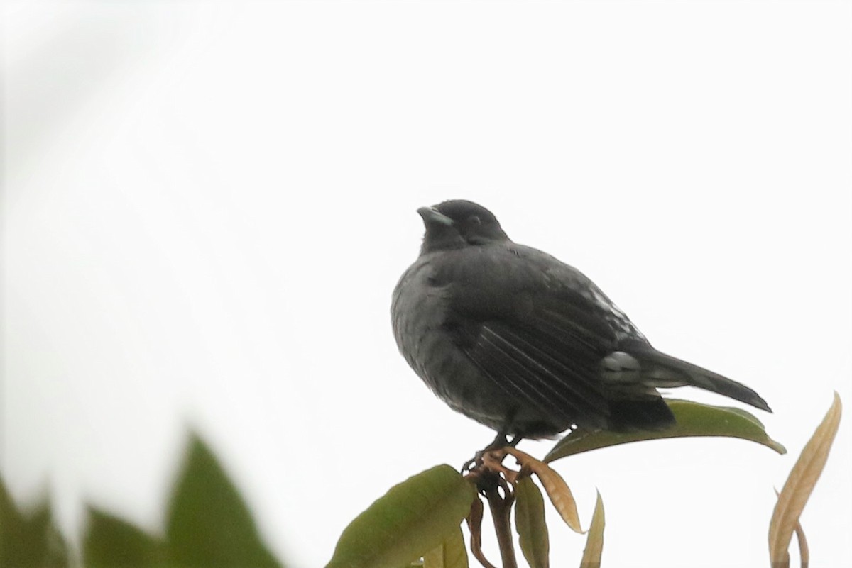 Cotinga Crestirrojo - ML523631351