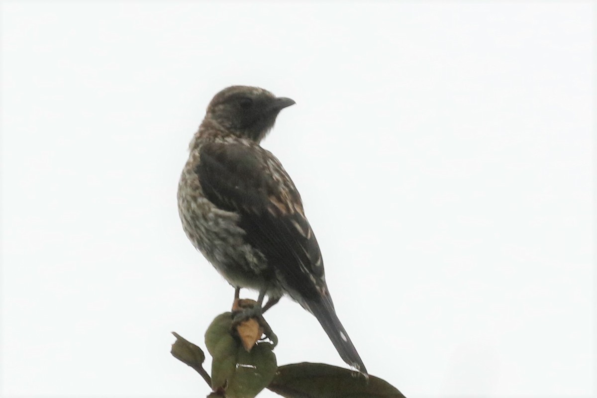 Cotinga Crestirrojo - ML523631361