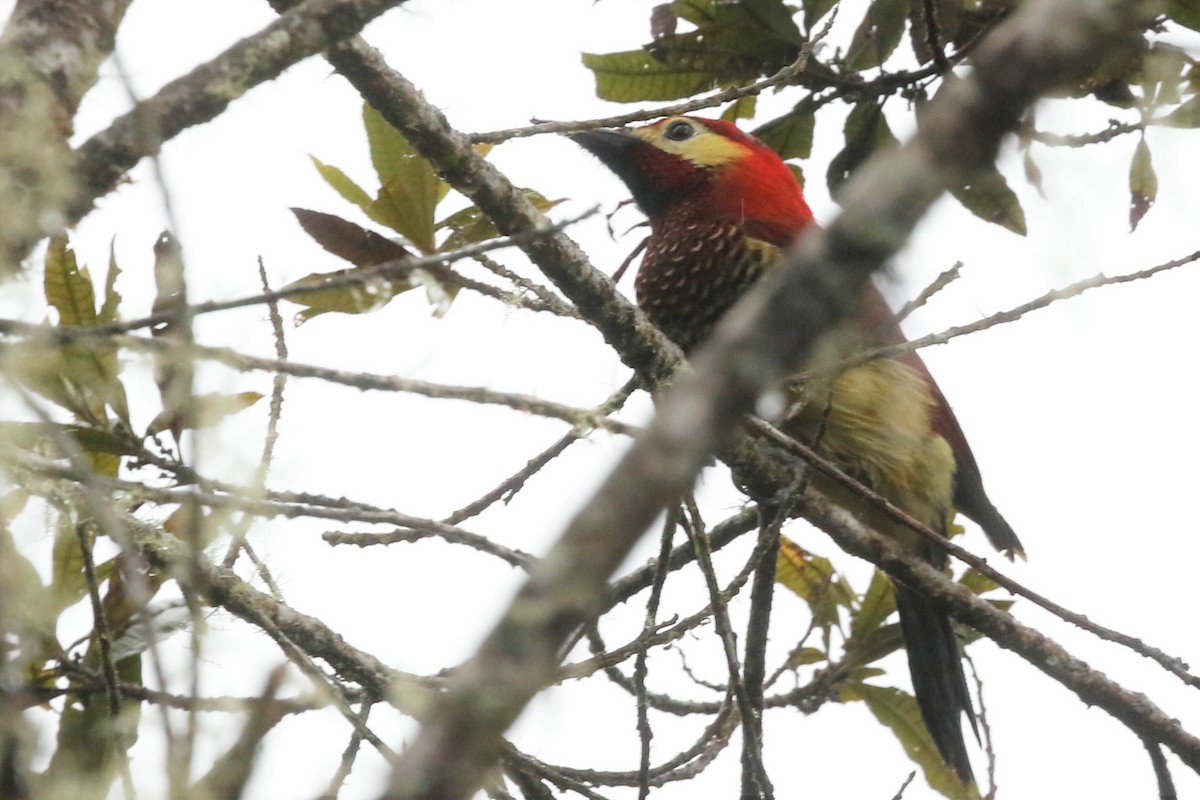 Crimson-mantled Woodpecker - ML523631661