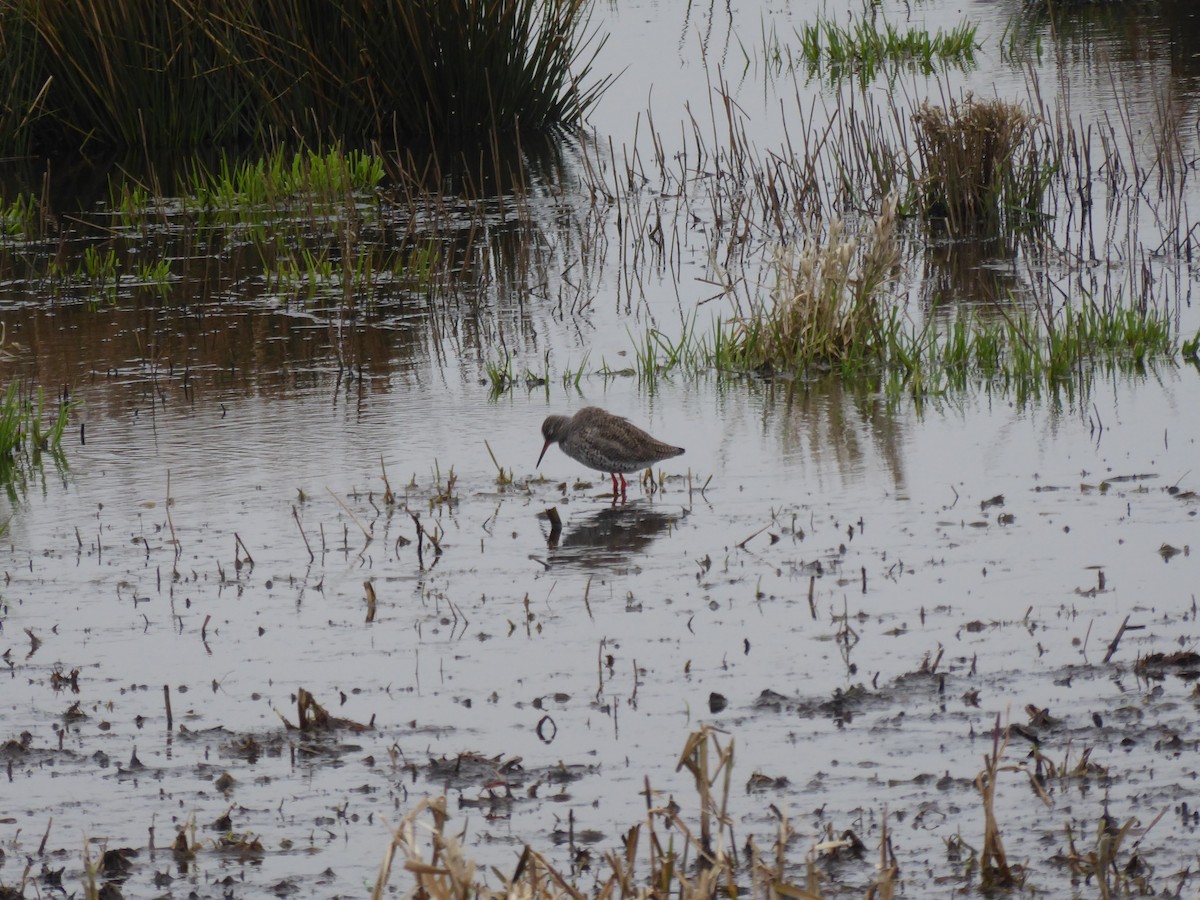 Common Redshank - ML523631761