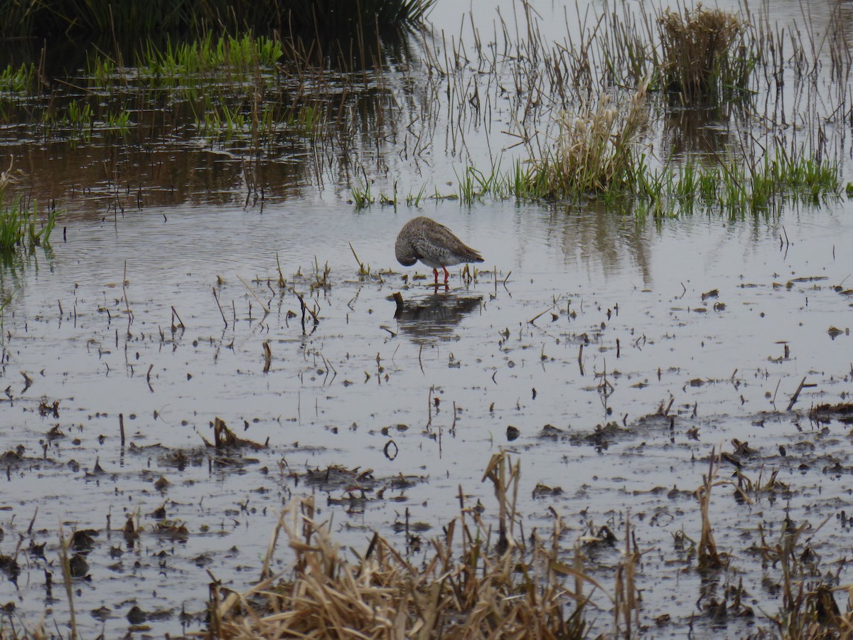 Common Redshank - ML523631771