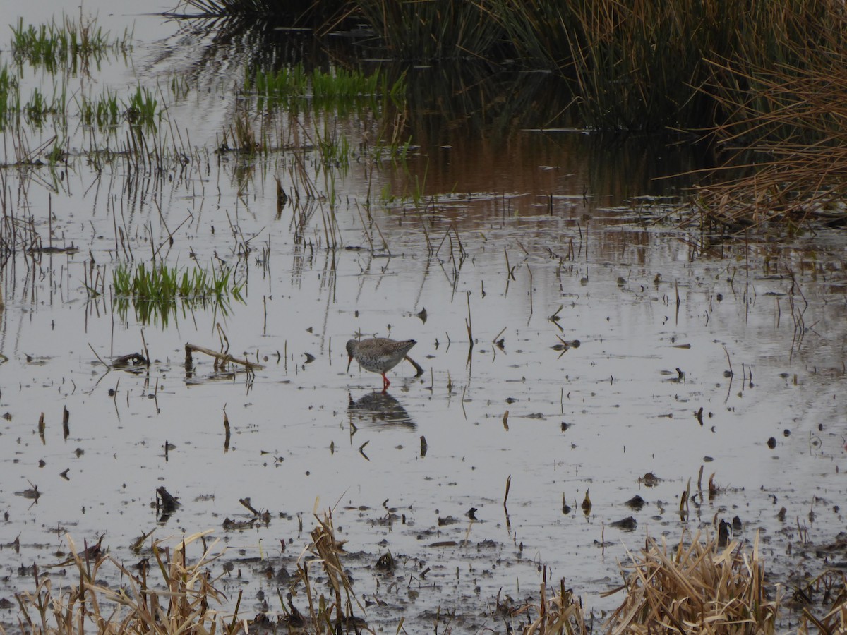 Common Redshank - ML523631811