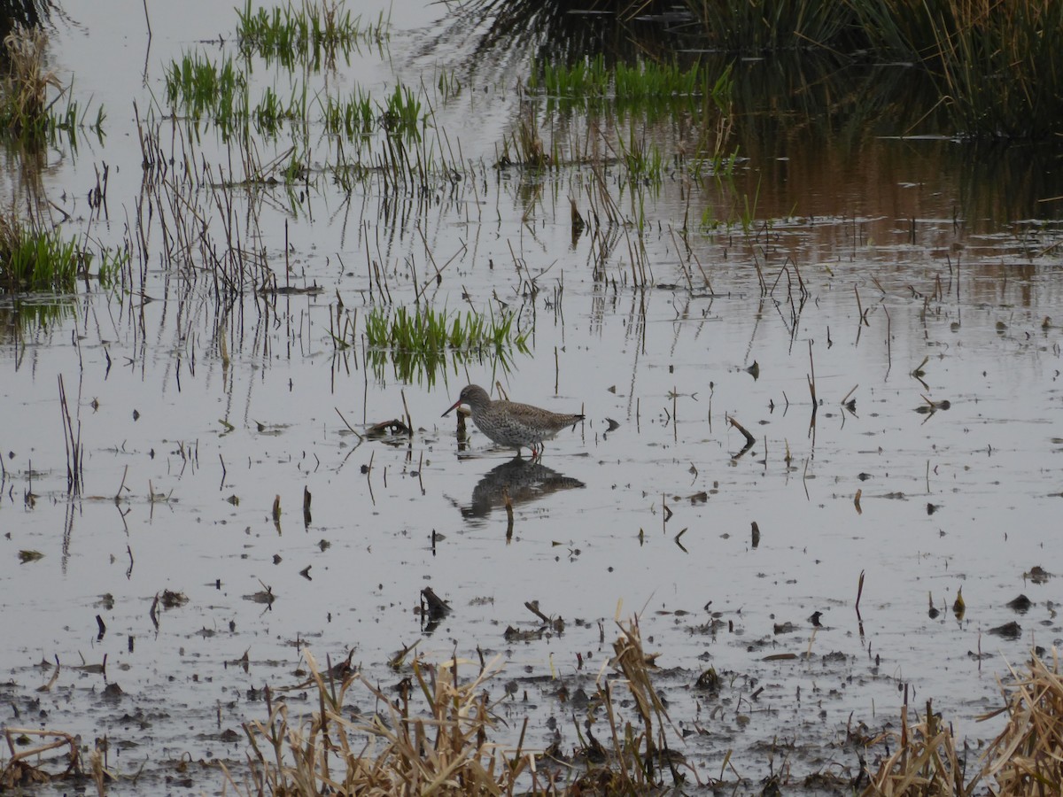 Common Redshank - ML523631821