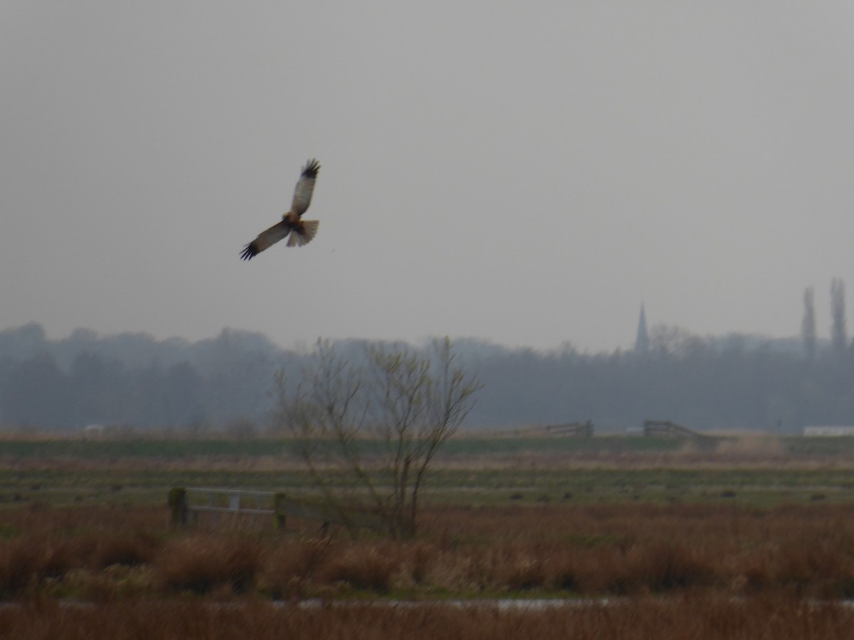 Western Marsh Harrier - ML523631961