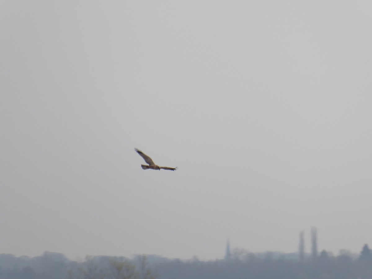 Western Marsh Harrier - ML523631971