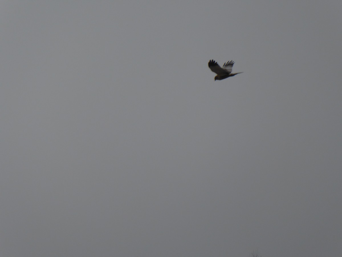 Western Marsh Harrier - ML523631981