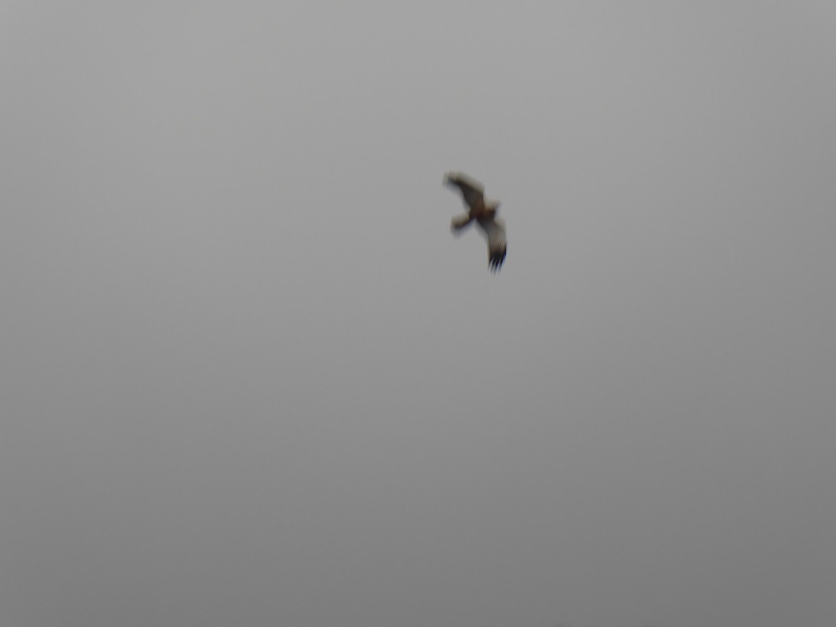 Western Marsh Harrier - ML523632011