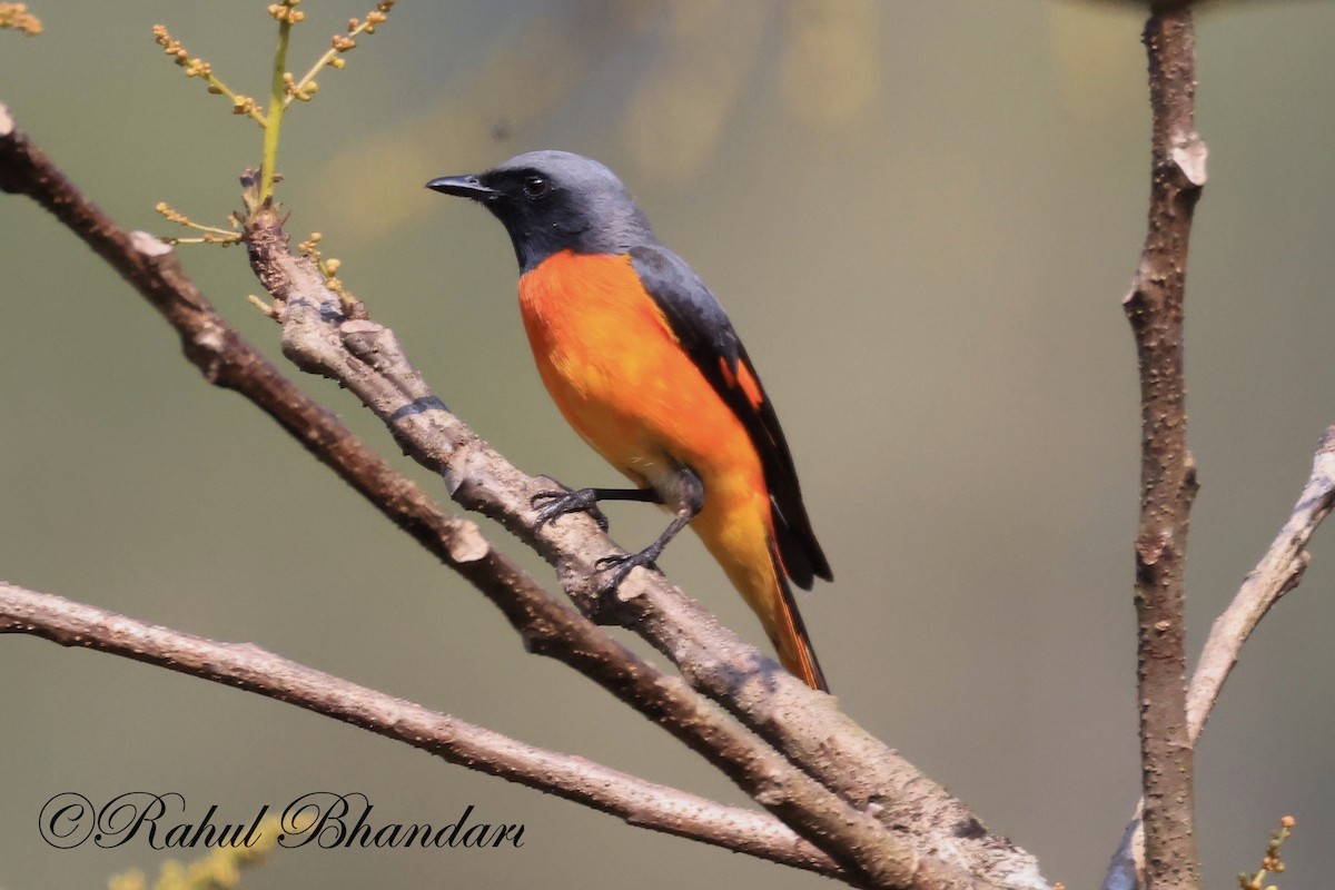 Small Minivet - ML523632251