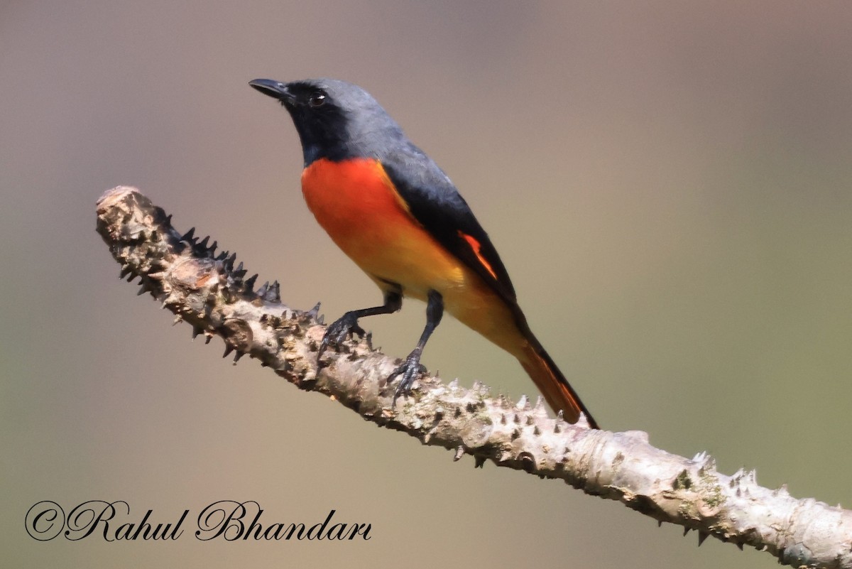 Small Minivet - ML523632261