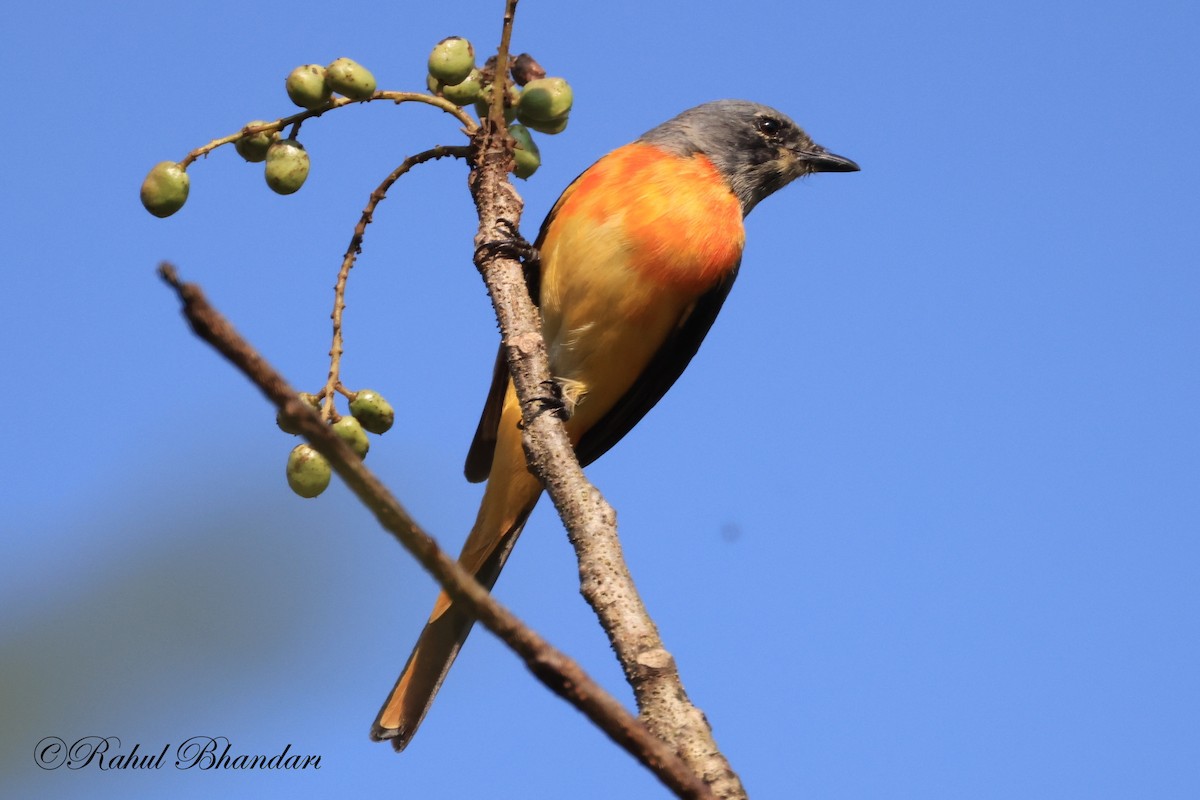 Small Minivet - ML523632271