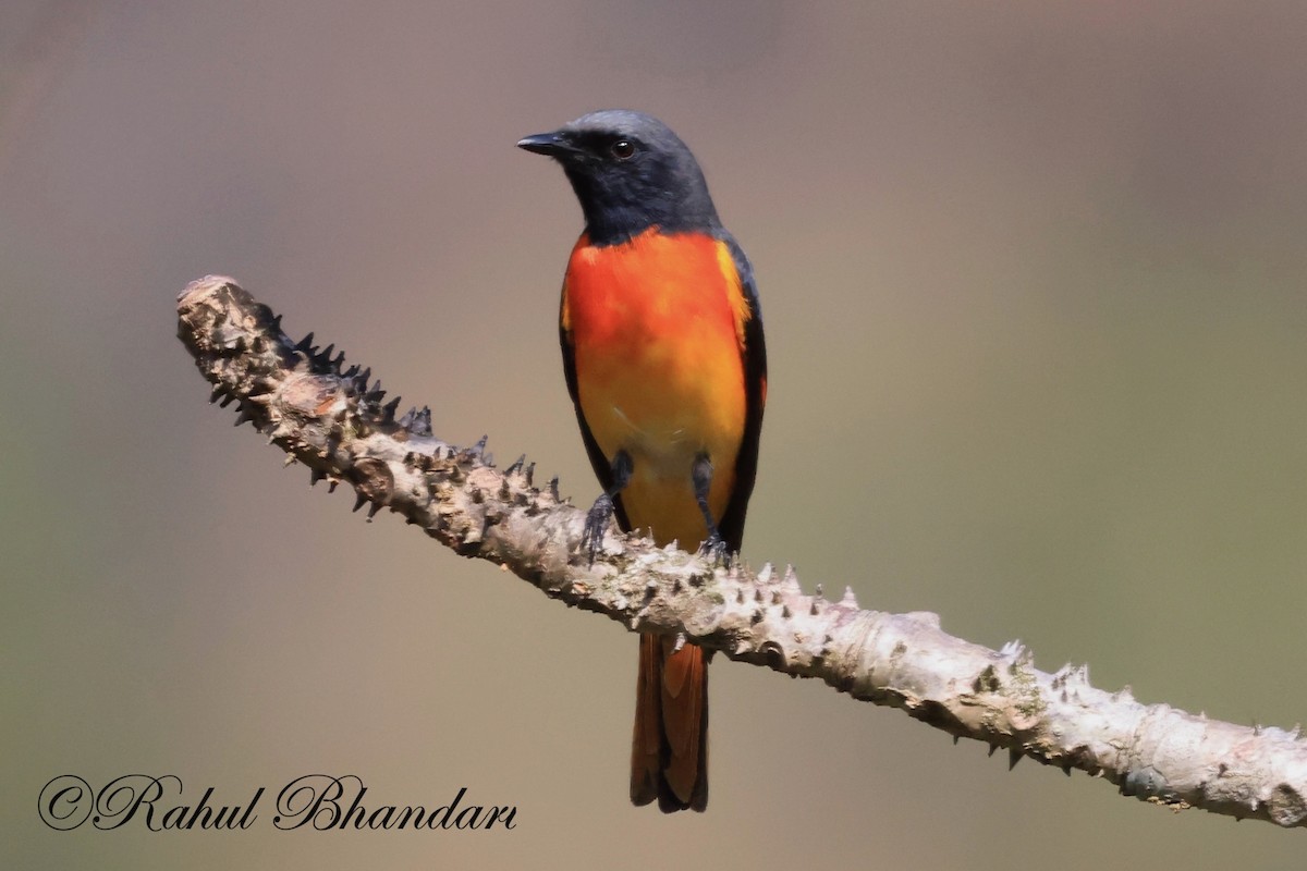 Small Minivet - Rahul Bhandari