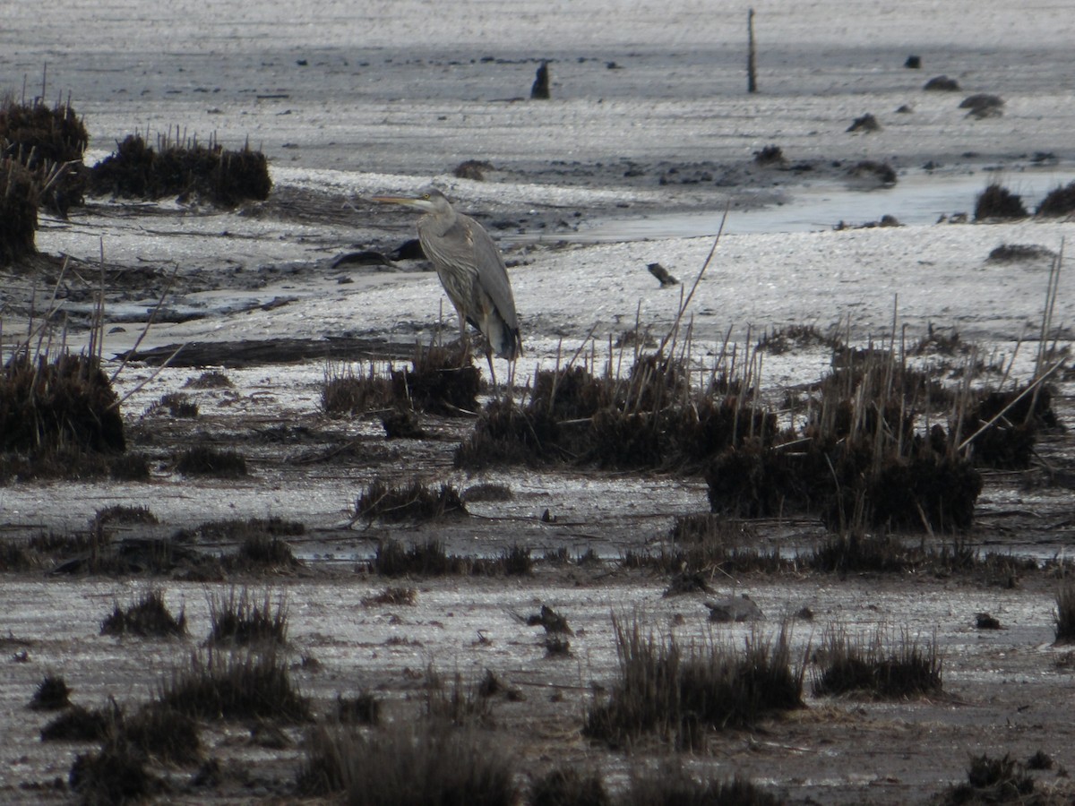 Great Blue Heron - Larry Zirlin