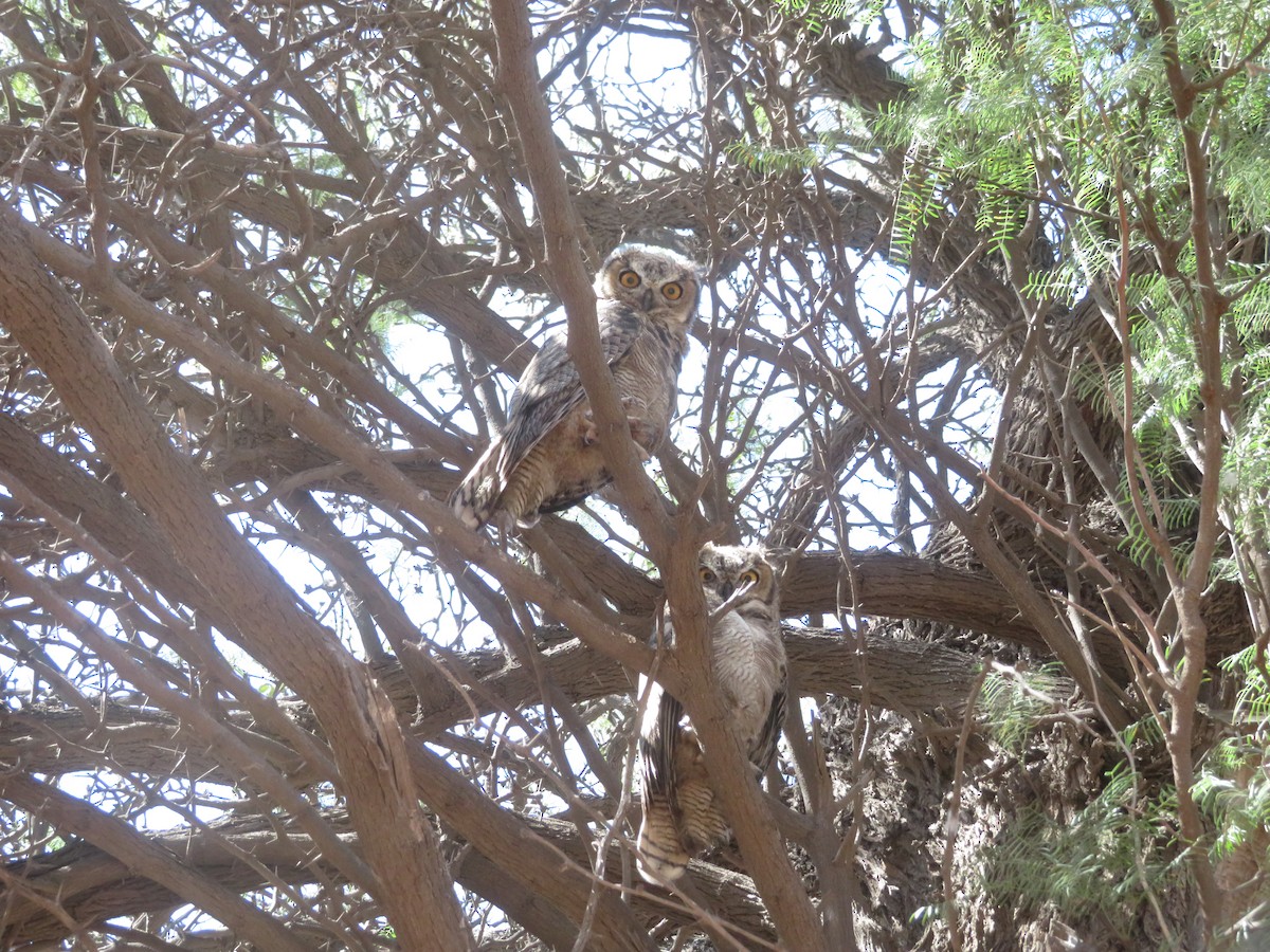Lesser Horned Owl - Romina Tapia Monsalve