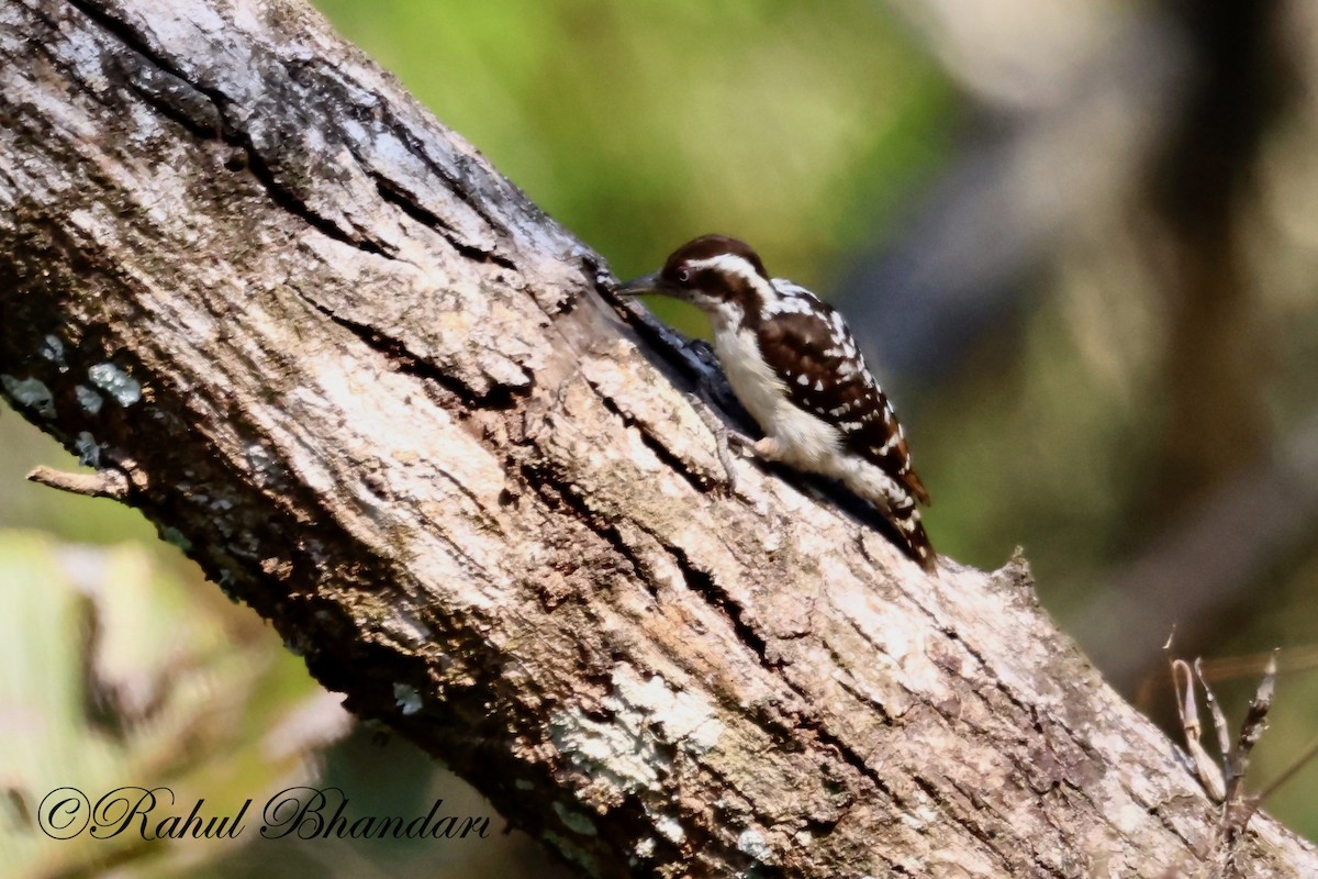 Brown-capped Pygmy Woodpecker - ML523632851