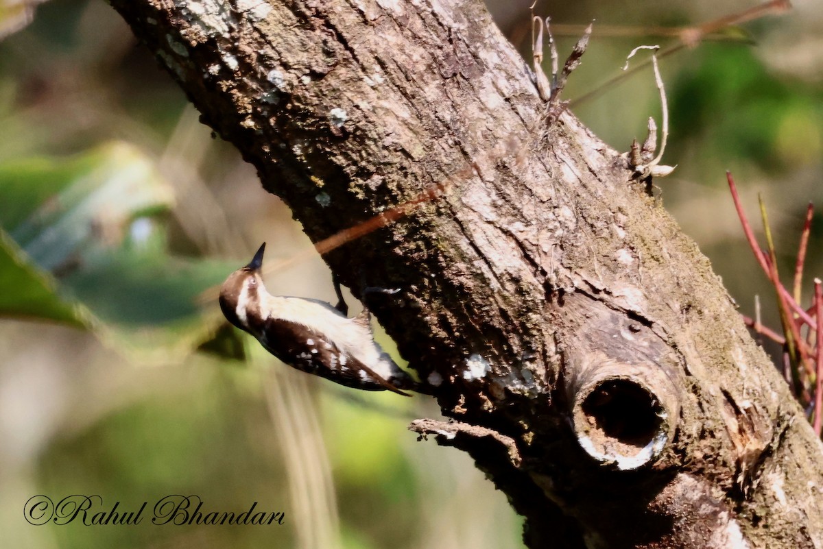 Brown-capped Pygmy Woodpecker - ML523632861