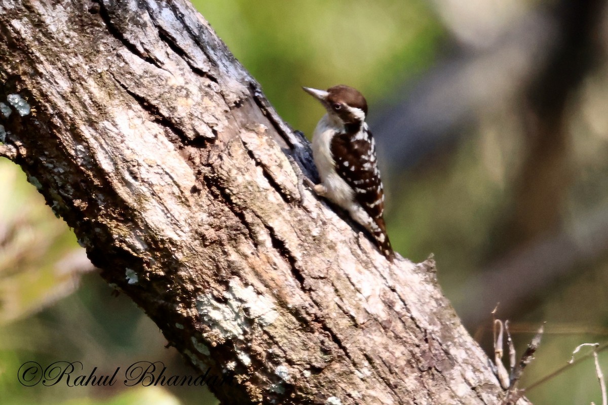 Brown-capped Pygmy Woodpecker - ML523632871