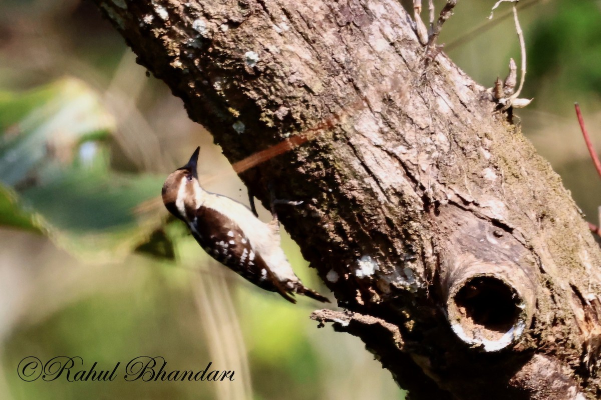 Brown-capped Pygmy Woodpecker - ML523632881