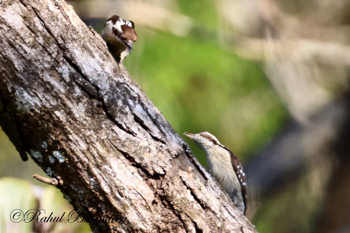 Brown-capped Pygmy Woodpecker - ML523633241