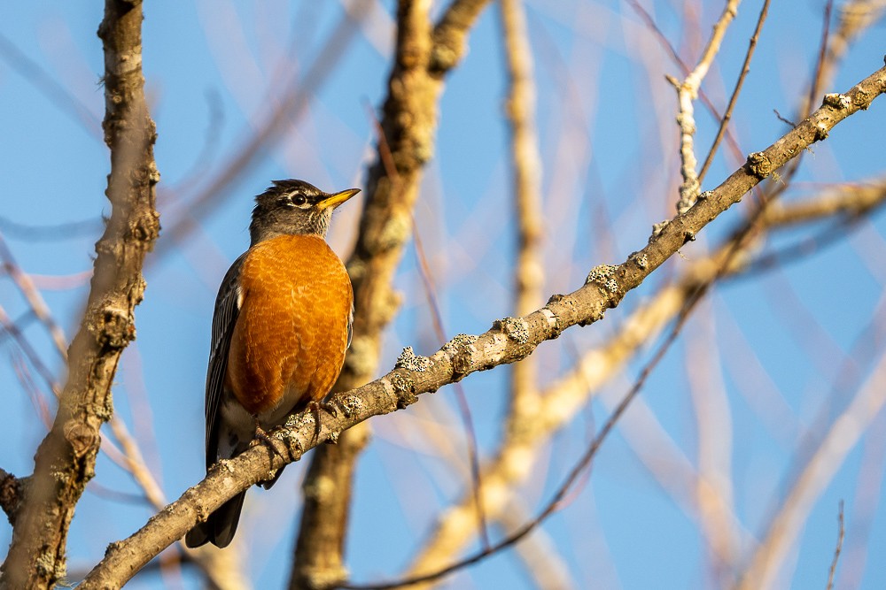 American Robin - ML523633351