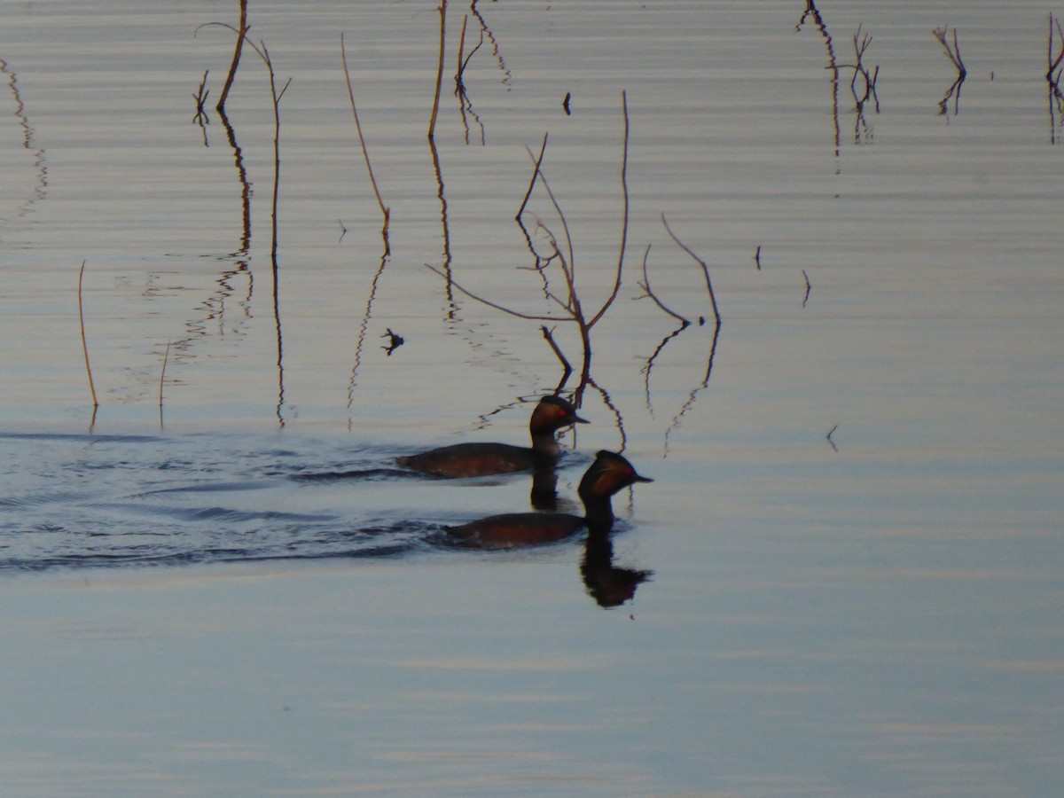 Eared Grebe - ML523633391