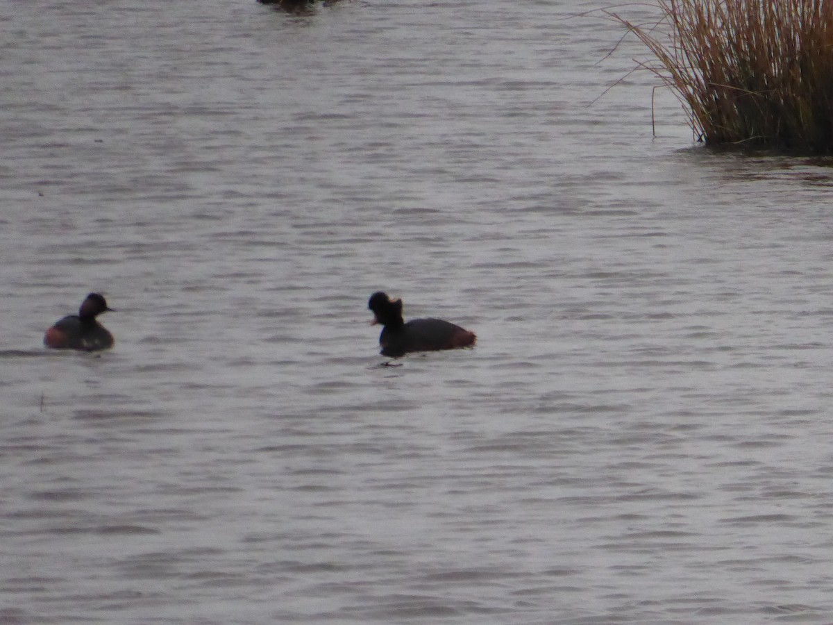 Eared Grebe - ML523633411