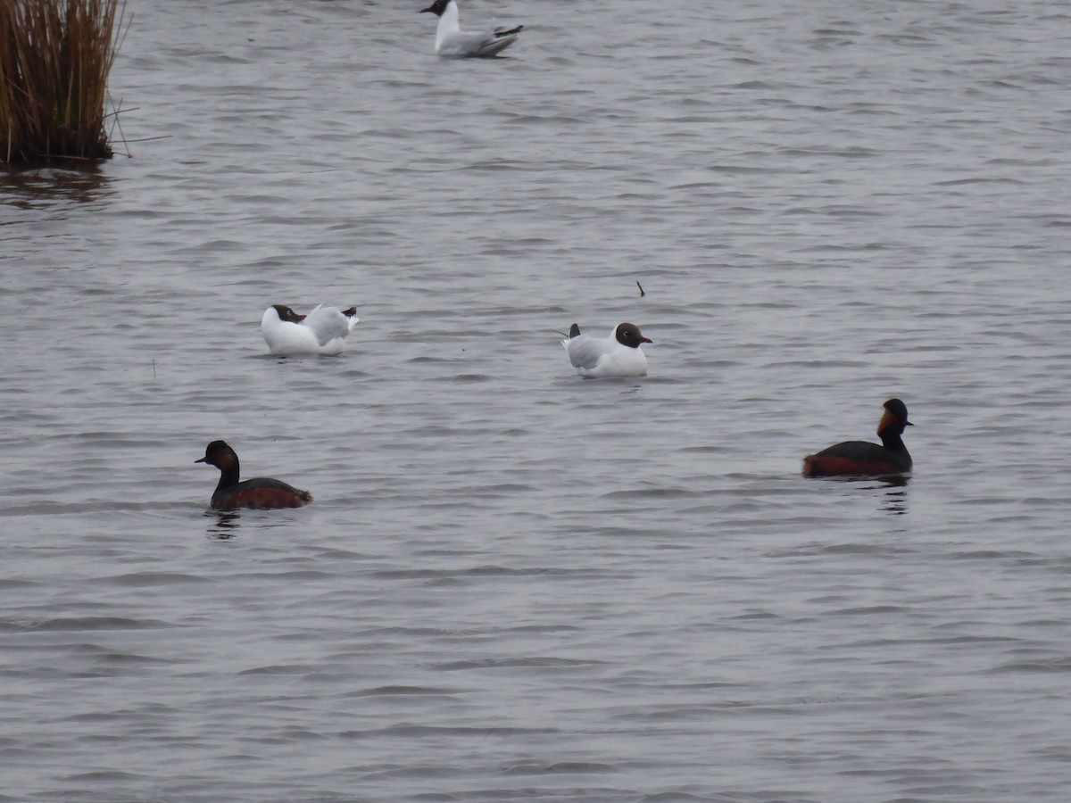 Eared Grebe - ML523633431