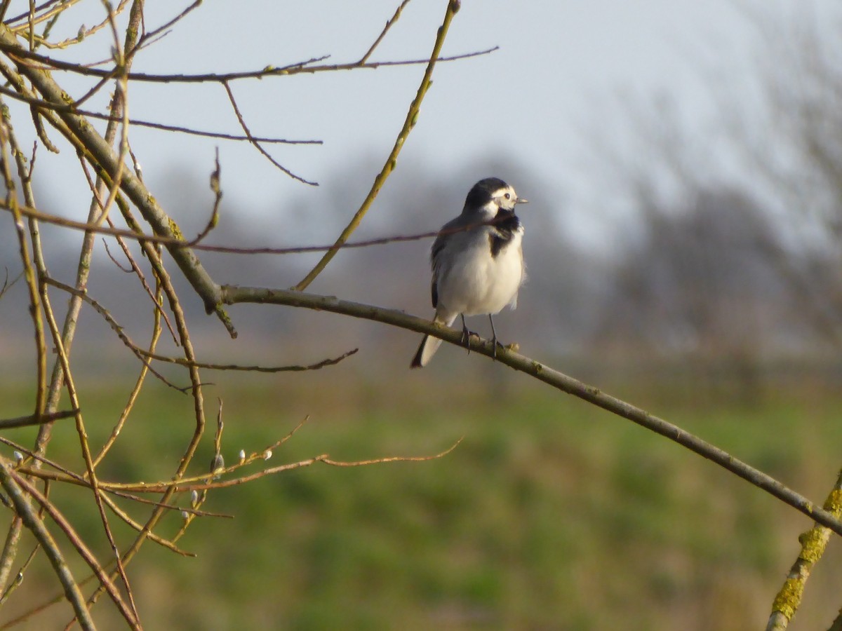 White Wagtail - Gert Sikkema