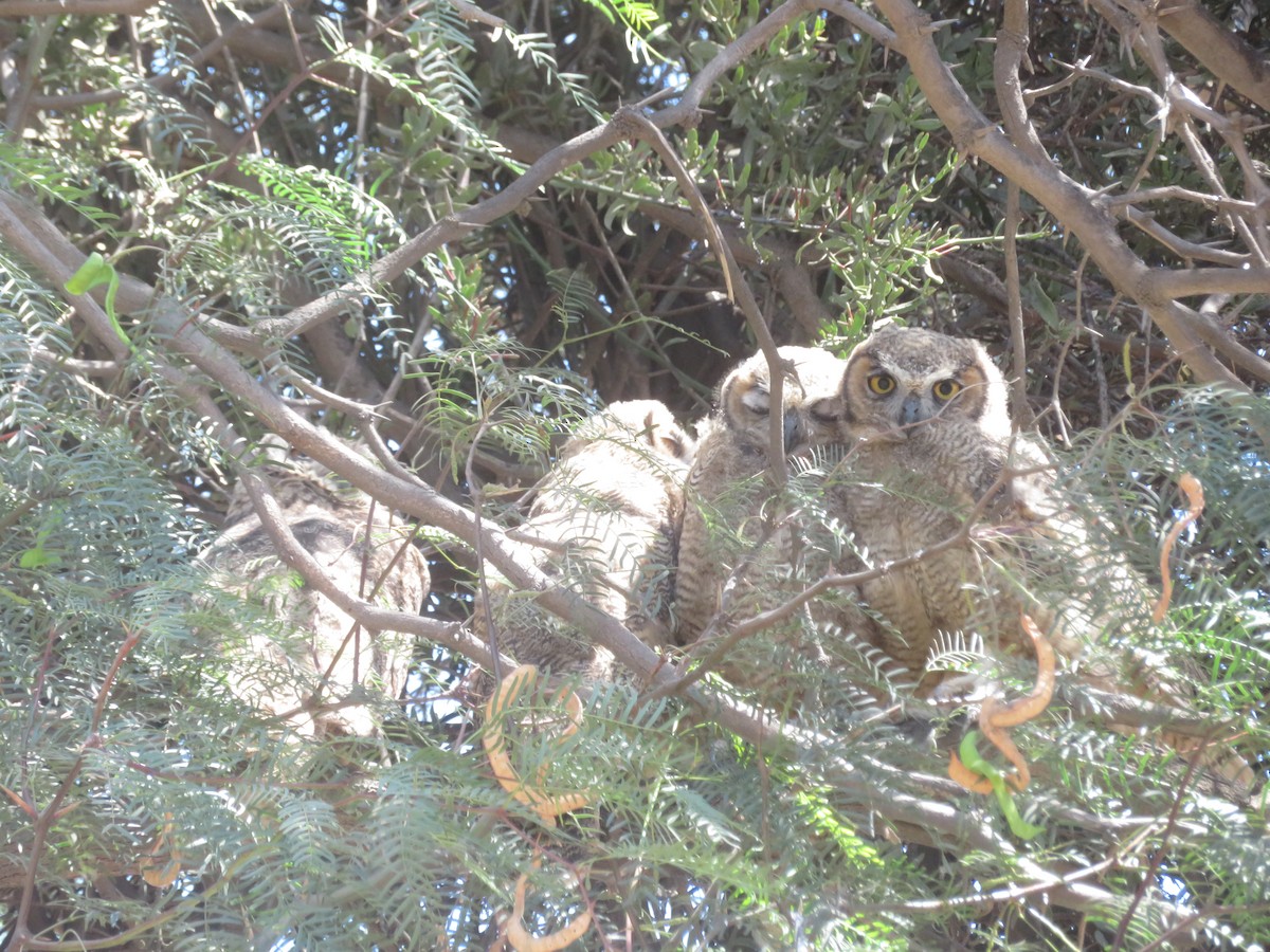 Lesser Horned Owl - Romina Tapia Monsalve