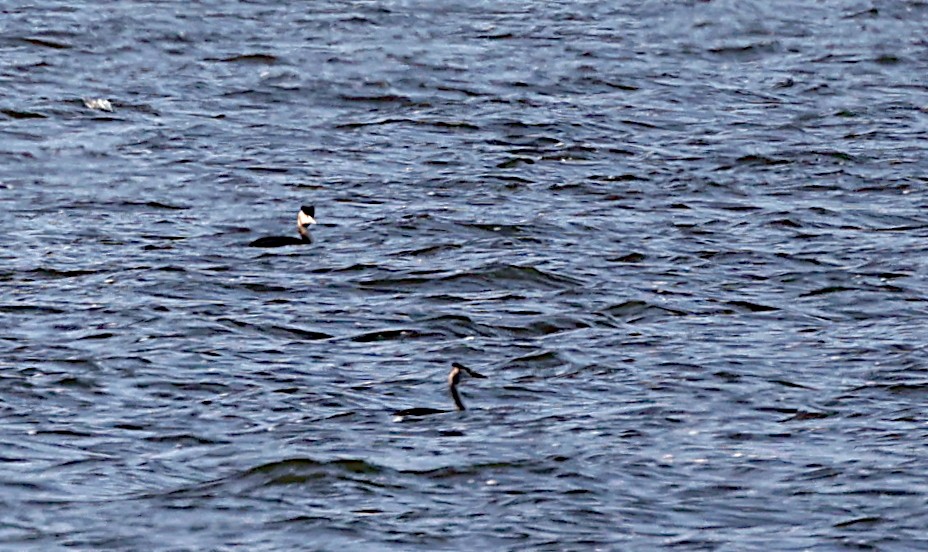 Great Crested Grebe - ML523634141