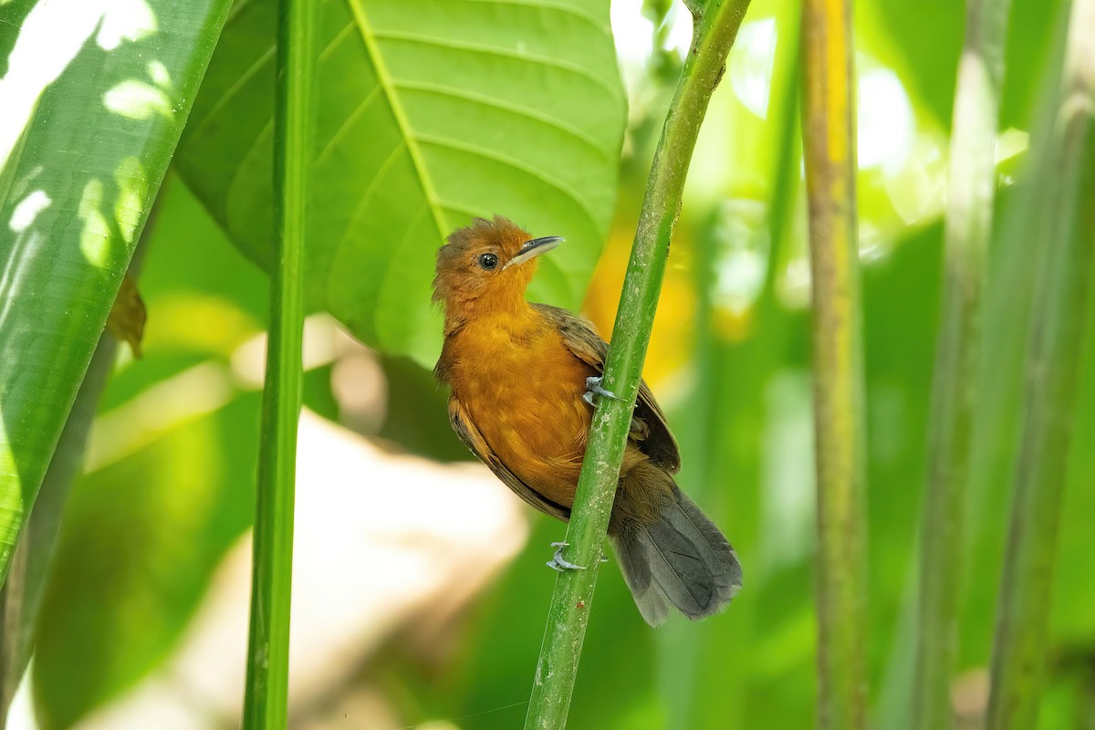 Riparian Antbird - ML523634151