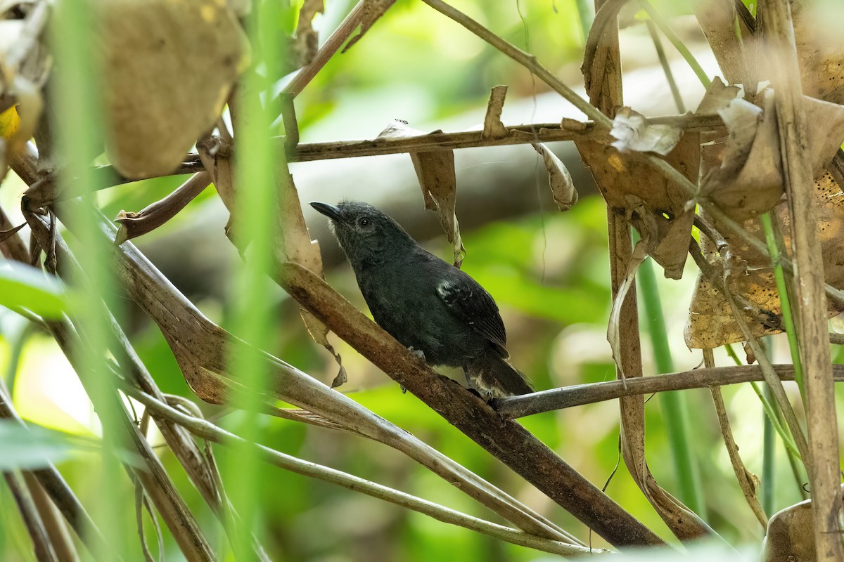 Riparian Antbird - ML523634301