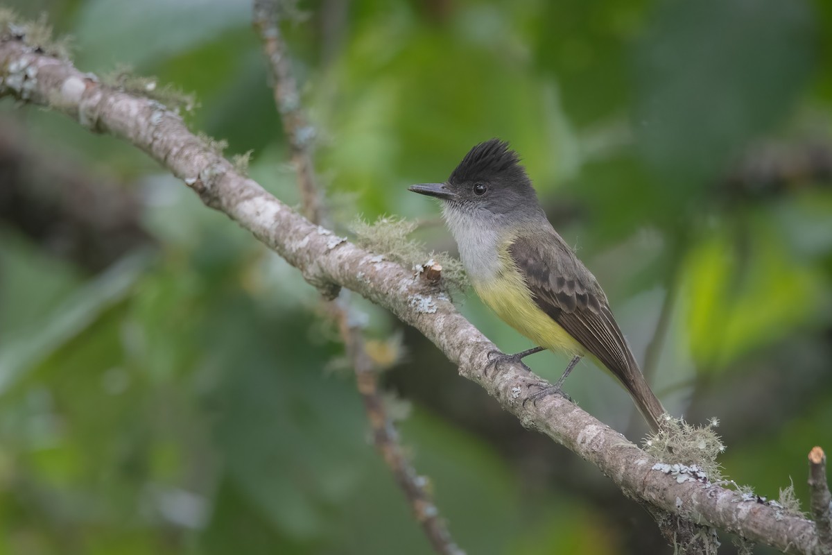 Dusky-capped Flycatcher - Pablo Re